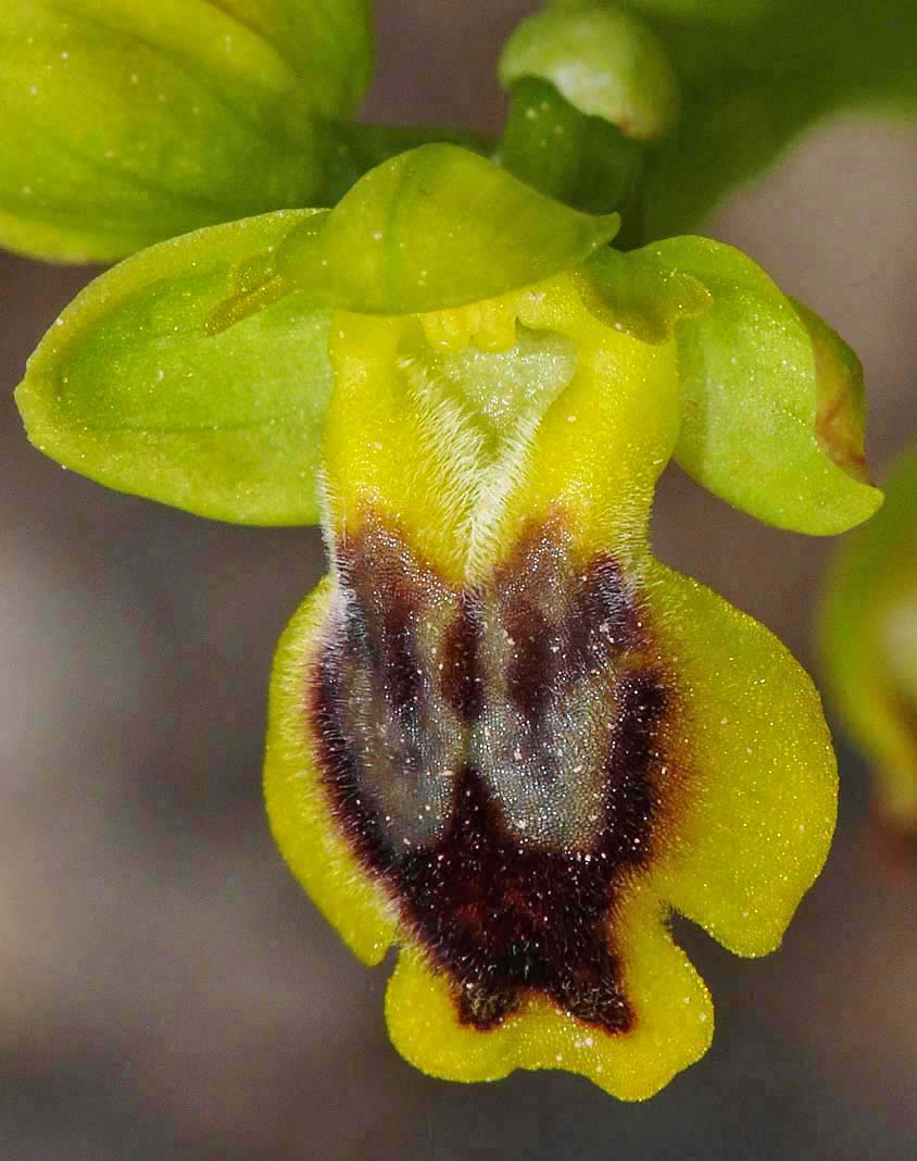 Ophrys phryganae v cretica